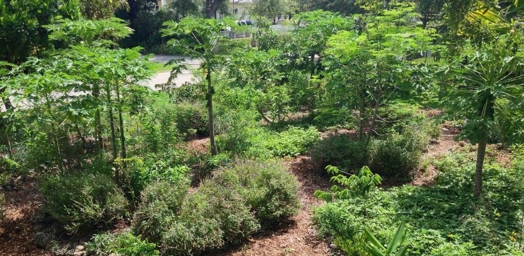 foodforest warstwy