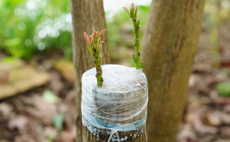 Zaszczepione zrazy puszczają pąki - food forest