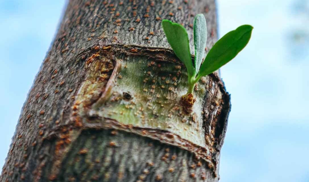 Szczepienie przez oczkowanie