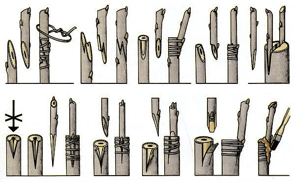 Różne metody i rodzaje szczepienia drzew